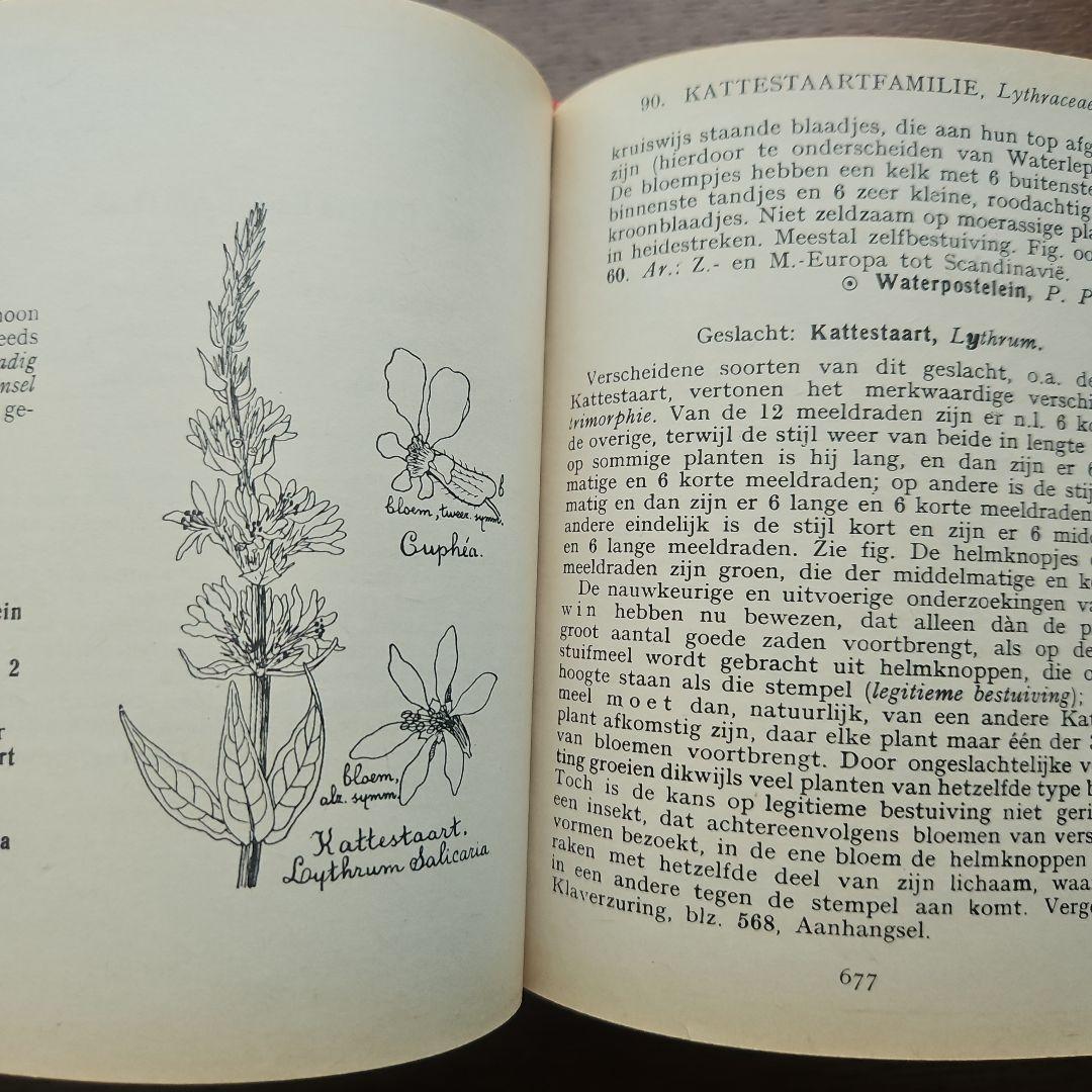 洋書　アンティーク　花図鑑 オランダ植物図鑑
