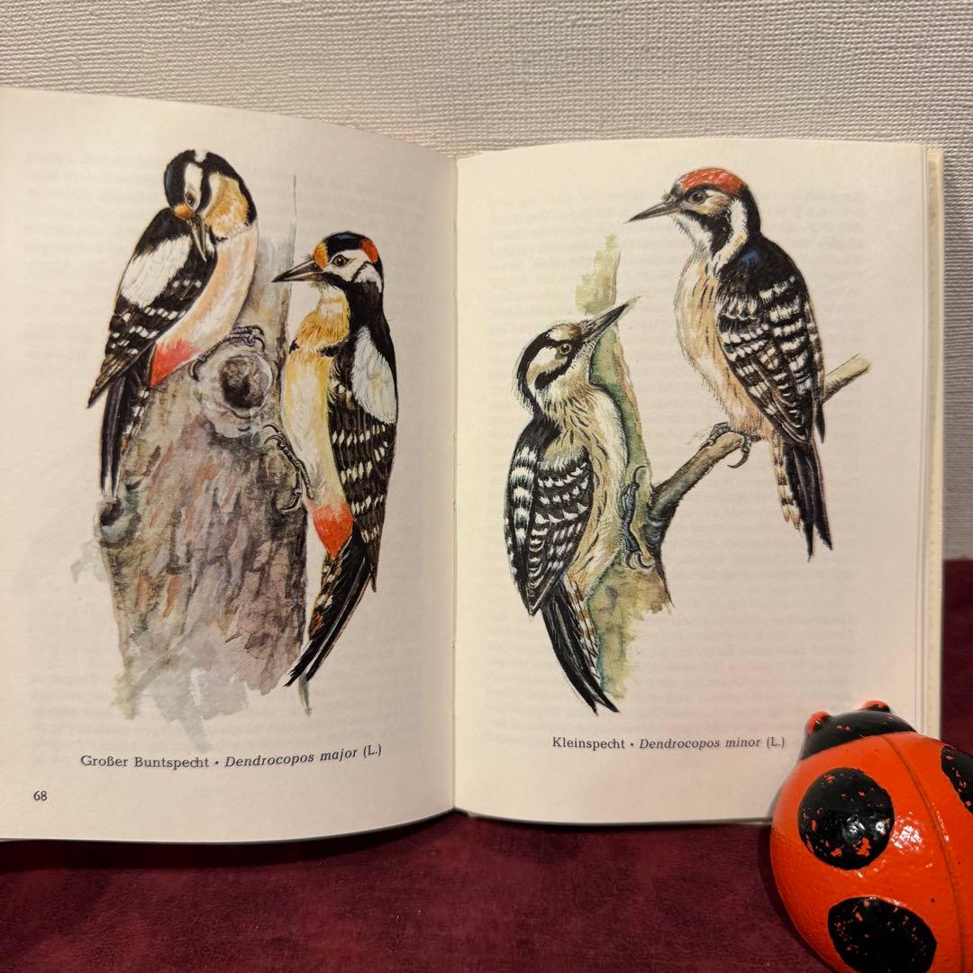 325B②ドイツ語鳥図鑑3冊セット　洋書古書　ジャンクジャーナル　ボタンニカル
