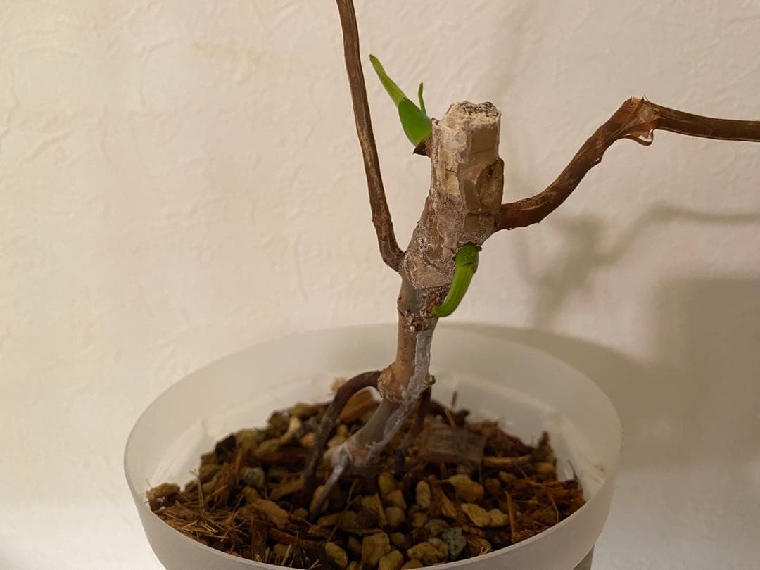 フィロデンドロン ロンギロバトム ‘レラノ ミヤノ’　親株