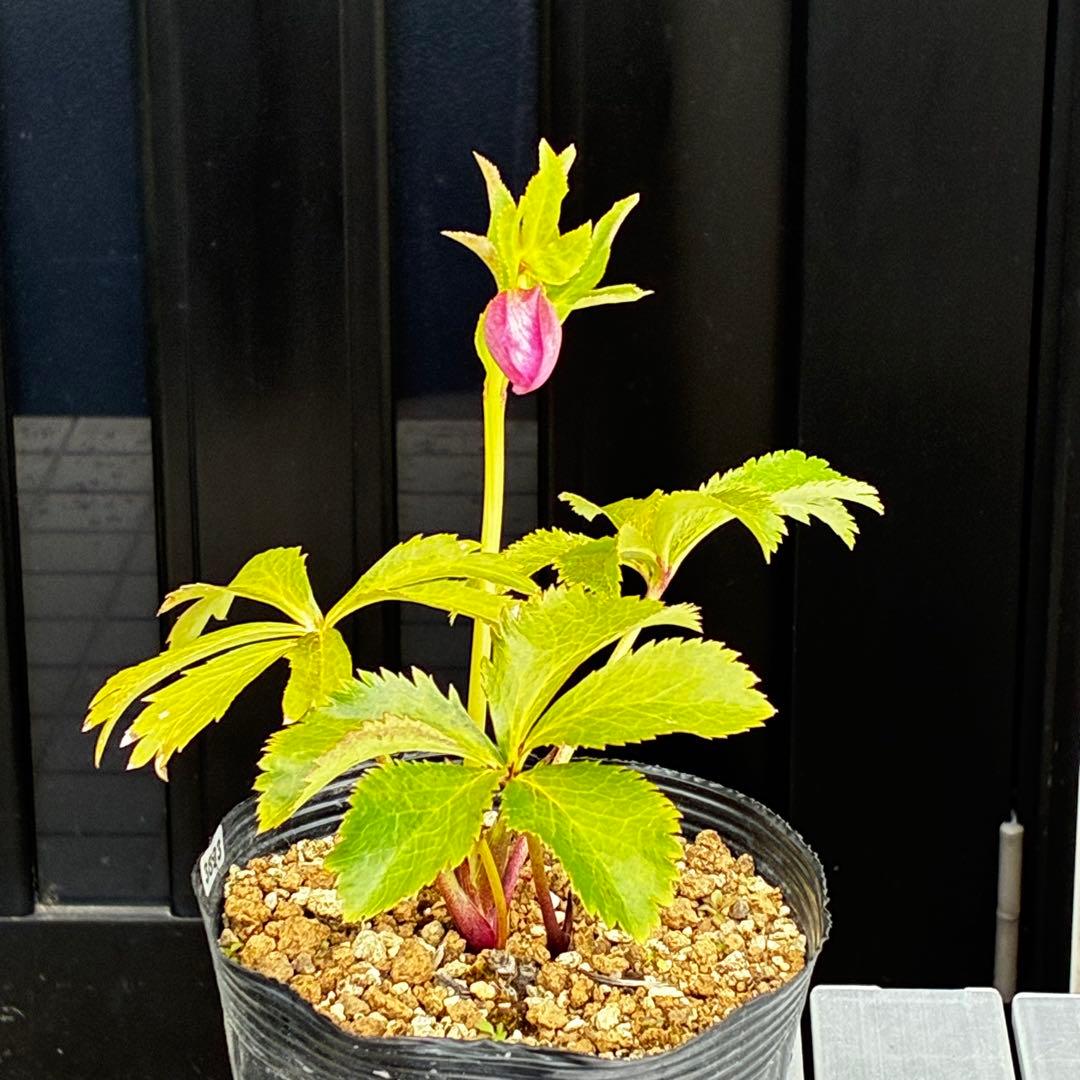 3893☘️ラスト☘️3年間管理株☘️超レア☘️⭐️バラの様な花弁展開⭐️超多弁⭐️吉田園芸⭐️