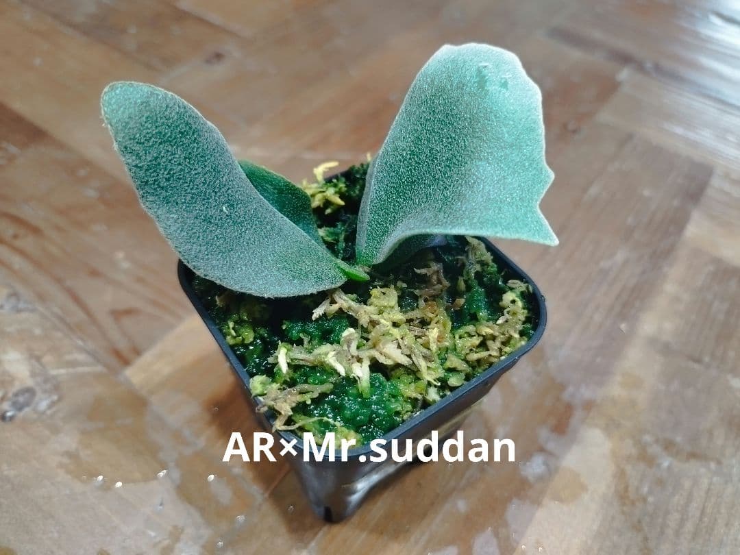 ritv様ご確認用　ビカクシダ4種セット