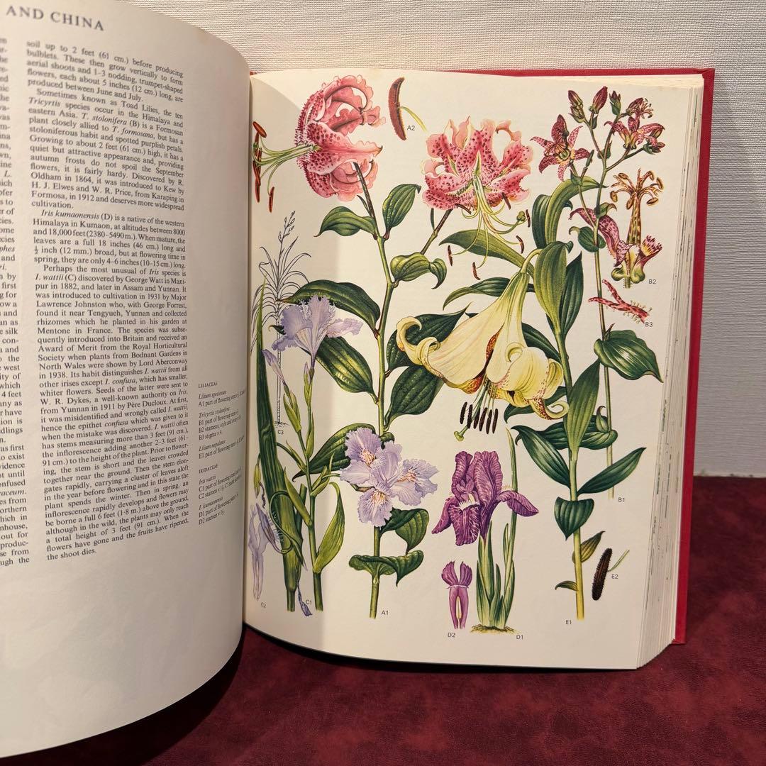 1210B⑩1970年初版植物図鑑　ジャンクジャーナル　ボタンニカル　洋書古書