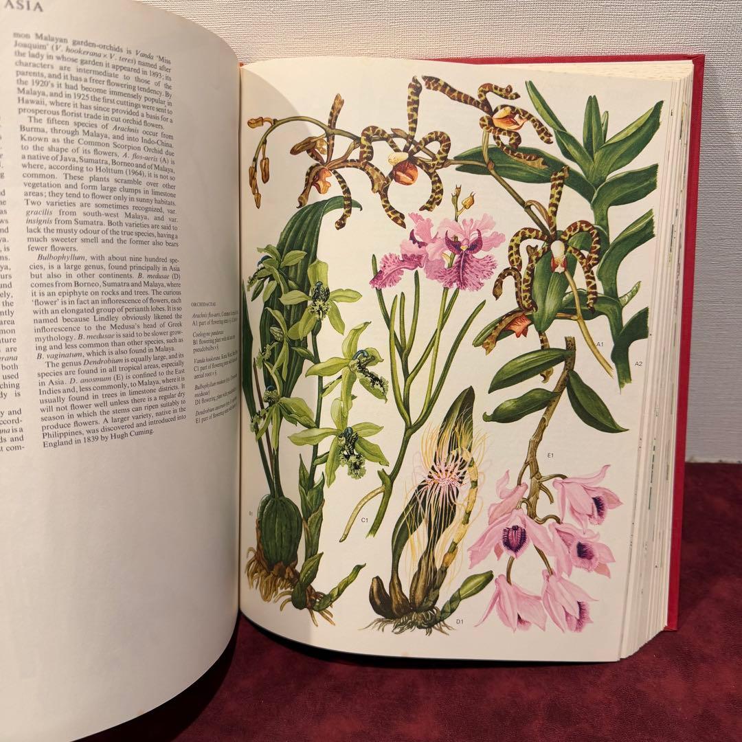 1210B⑩1970年初版植物図鑑　ジャンクジャーナル　ボタンニカル　洋書古書