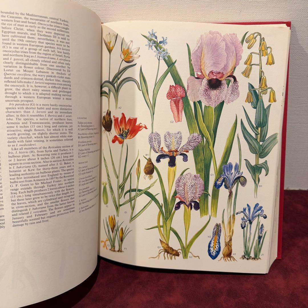 1210B⑩1970年初版植物図鑑　ジャンクジャーナル　ボタンニカル　洋書古書