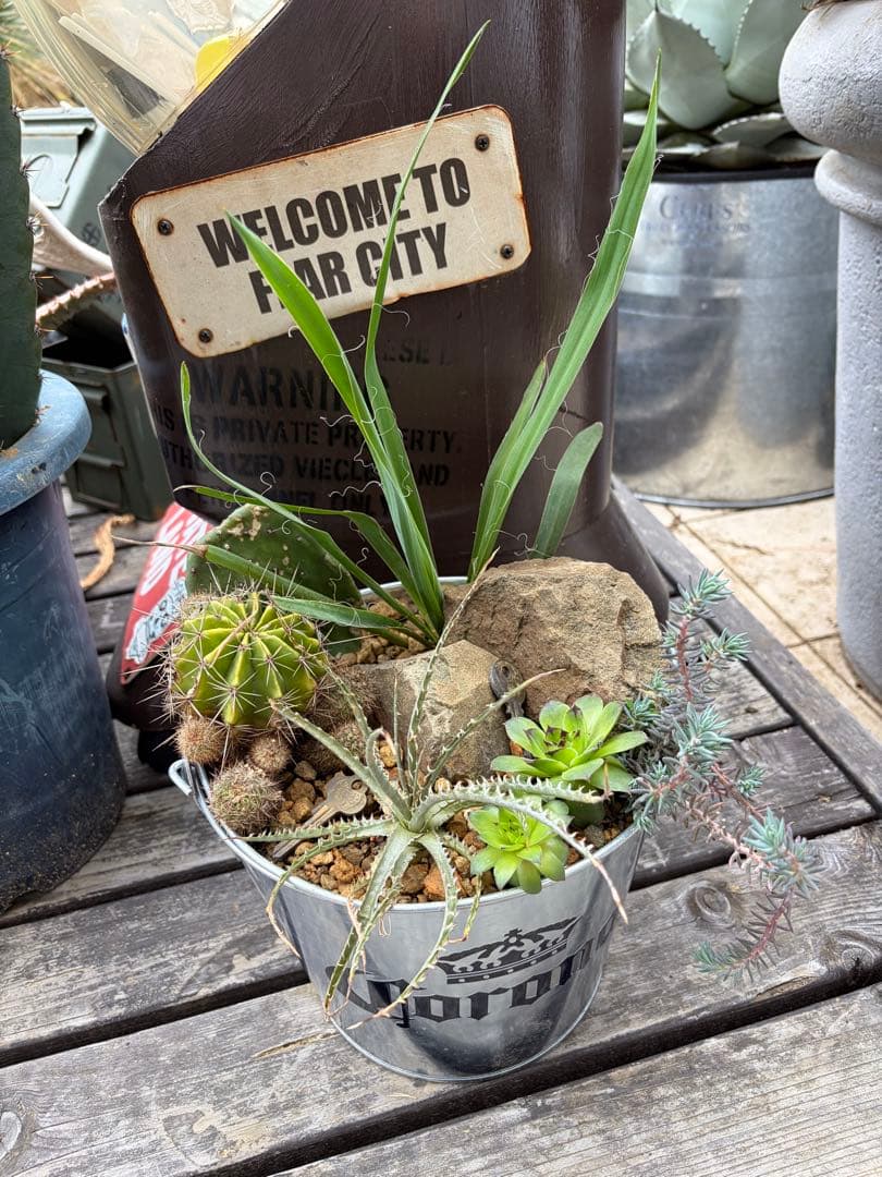 corona缶ハビタット南国セット◇ドライガーデン多肉サボテンインテリア　アガベ