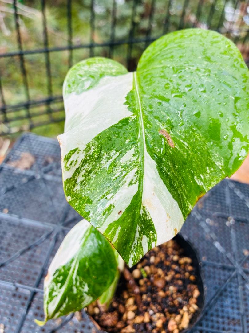 【11本セット発根活着済 斑入りモンステラ 】ボルシギアナ ホワイトタイガ