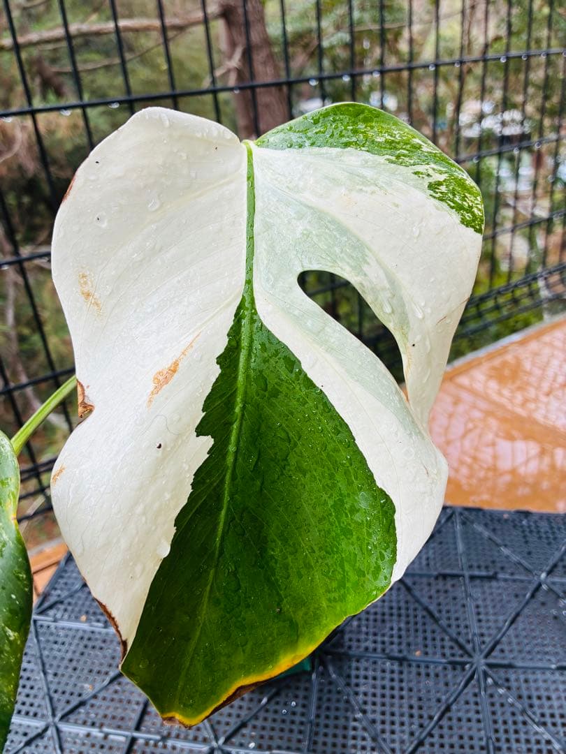 【11本セット発根活着済 斑入りモンステラ 】ボルシギアナ ホワイトタイガ