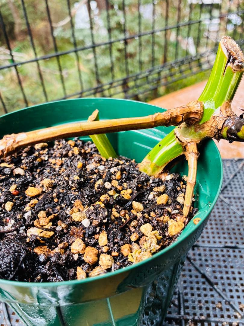 【11本セット発根活着済 斑入りモンステラ 】ボルシギアナ ホワイトタイガ