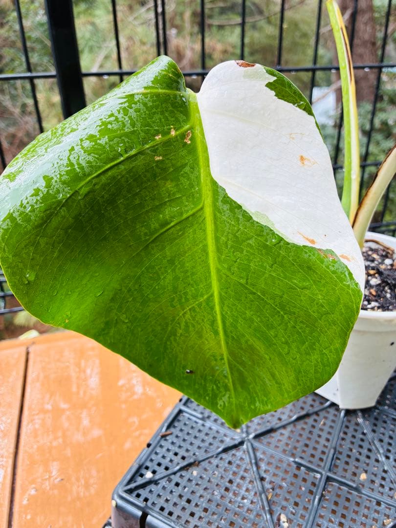 【11本セット発根活着済 斑入りモンステラ 】ボルシギアナ ホワイトタイガ