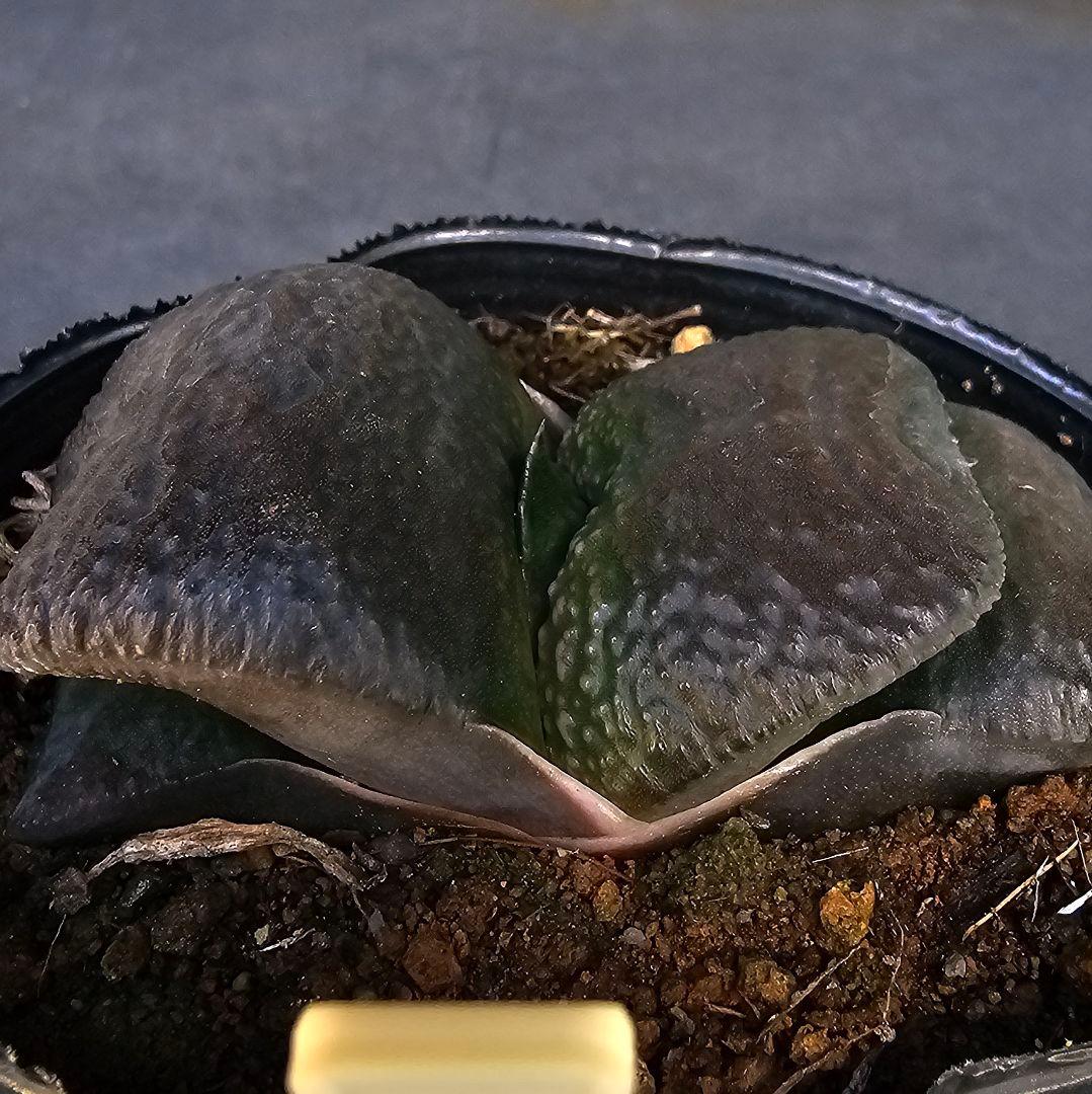 メルカリ便発送&ロウルサンコさんラベル付き☆ガステリア 臥牛十兵衛