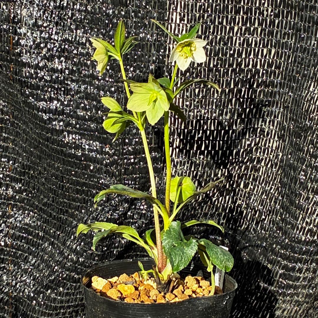 3856☘️ラスト2☘️タグ付☘️⭐️SD⭐️ポーセリン⭐️小輪⭐️コンパクト⭐️大木ナーセリー