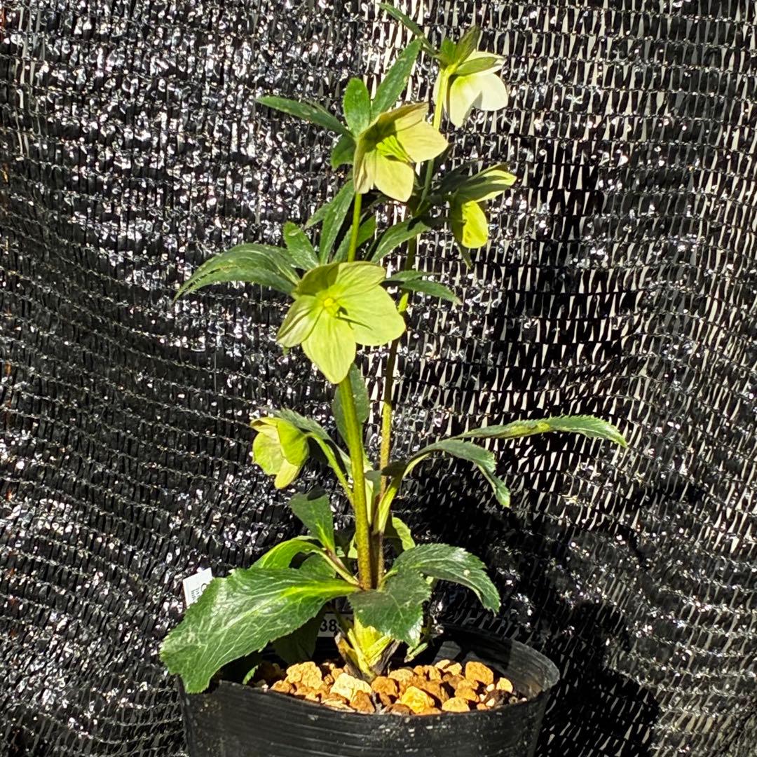 3856☘️ラスト2☘️タグ付☘️⭐️SD⭐️ポーセリン⭐️小輪⭐️コンパクト⭐️大木ナーセリー