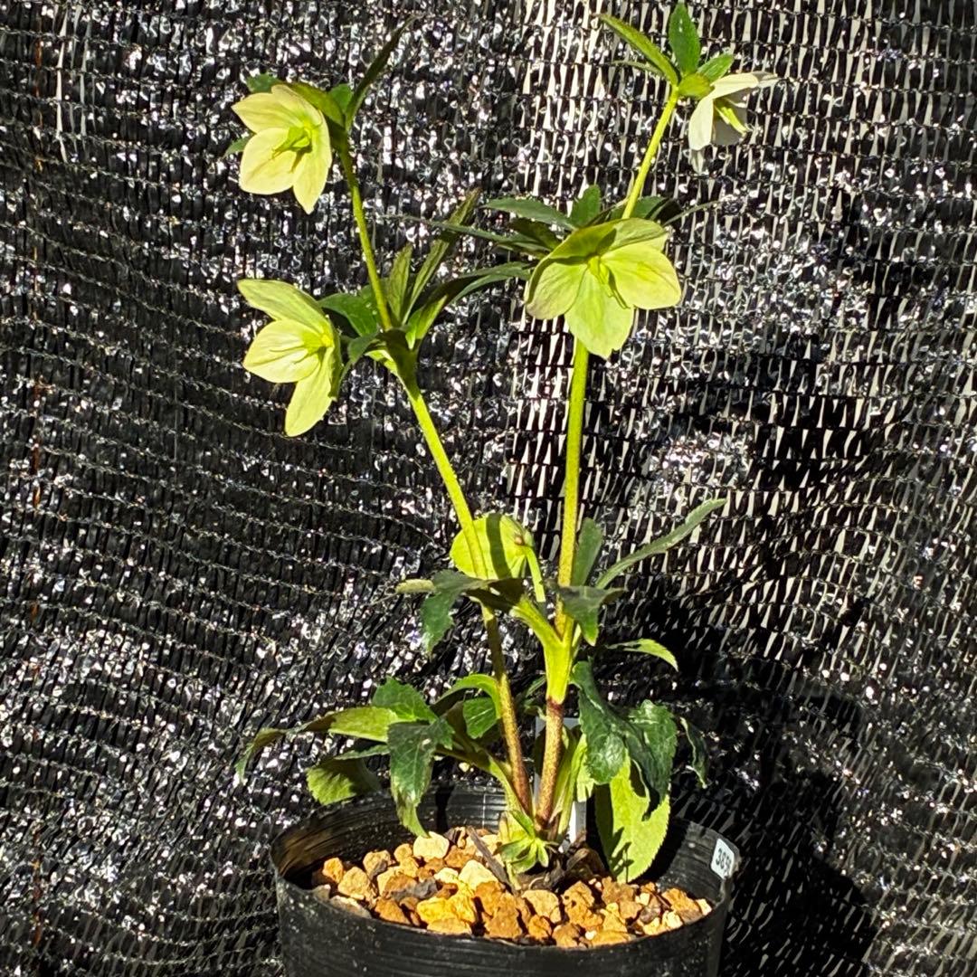 3856☘️ラスト2☘️タグ付☘️⭐️SD⭐️ポーセリン⭐️小輪⭐️コンパクト⭐️大木ナーセリー