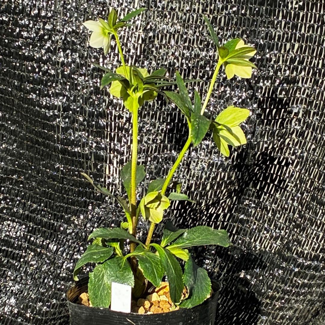 3856☘️ラスト2☘️タグ付☘️⭐️SD⭐️ポーセリン⭐️小輪⭐️コンパクト⭐️大木ナーセリー