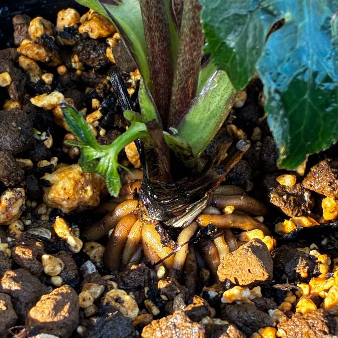 3856☘️ラスト2☘️タグ付☘️⭐️SD⭐️ポーセリン⭐️小輪⭐️コンパクト⭐️大木ナーセリー