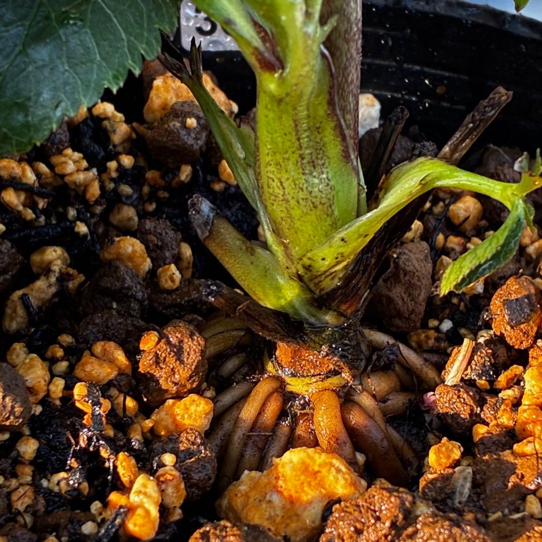 3856☘️ラスト2☘️タグ付☘️⭐️SD⭐️ポーセリン⭐️小輪⭐️コンパクト⭐️大木ナーセリー