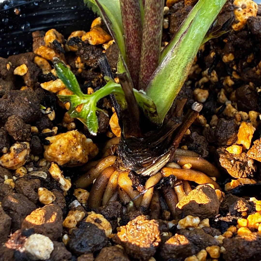 3856☘️ラスト2☘️タグ付☘️⭐️SD⭐️ポーセリン⭐️小輪⭐️コンパクト⭐️大木ナーセリー