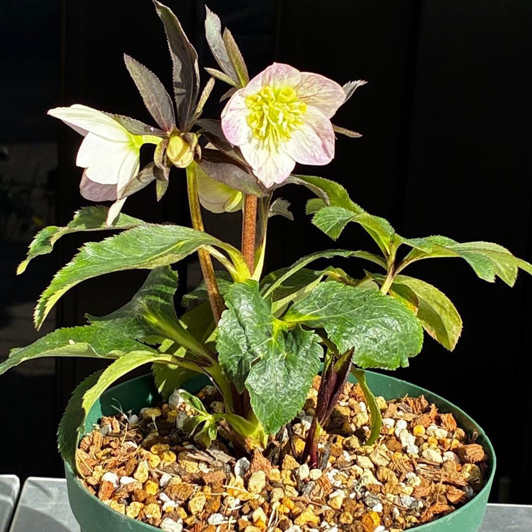 3856☘️ラスト2☘️タグ付☘️⭐️SD⭐️ポーセリン⭐️小輪⭐️コンパクト⭐️大木ナーセリー