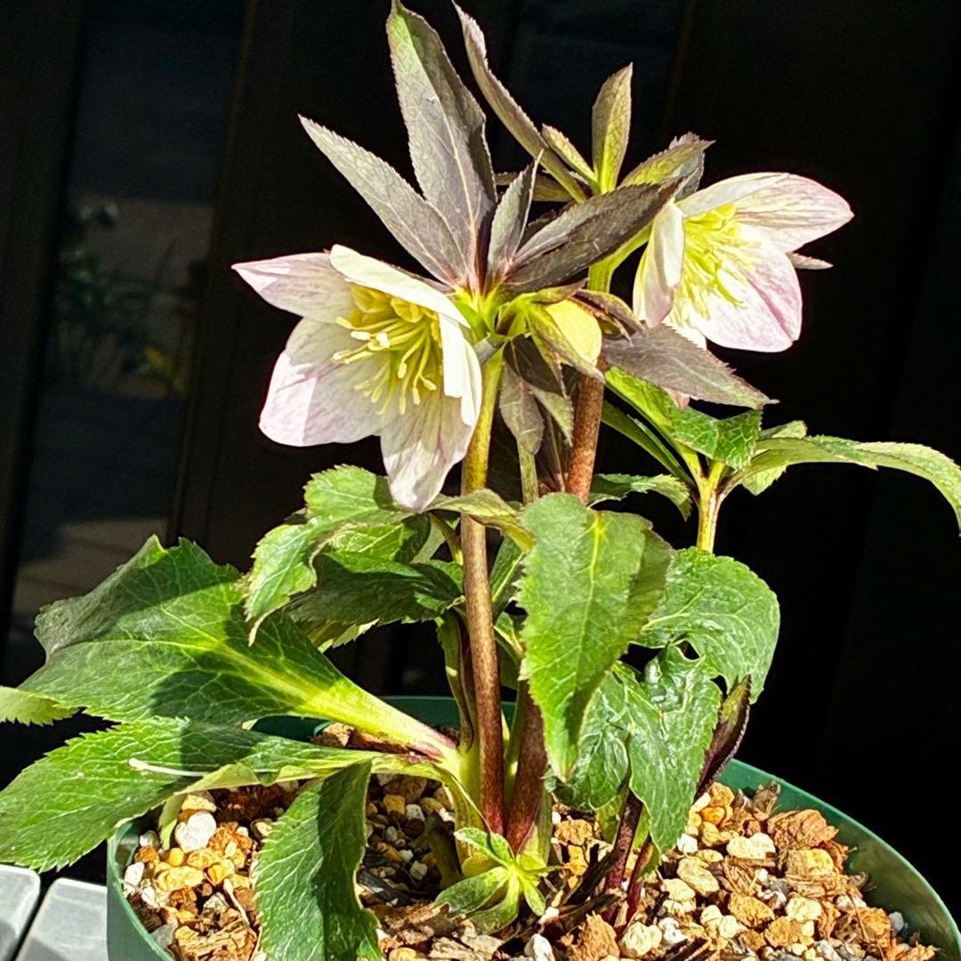 3856☘️ラスト2☘️タグ付☘️⭐️SD⭐️ポーセリン⭐️小輪⭐️コンパクト⭐️大木ナーセリー