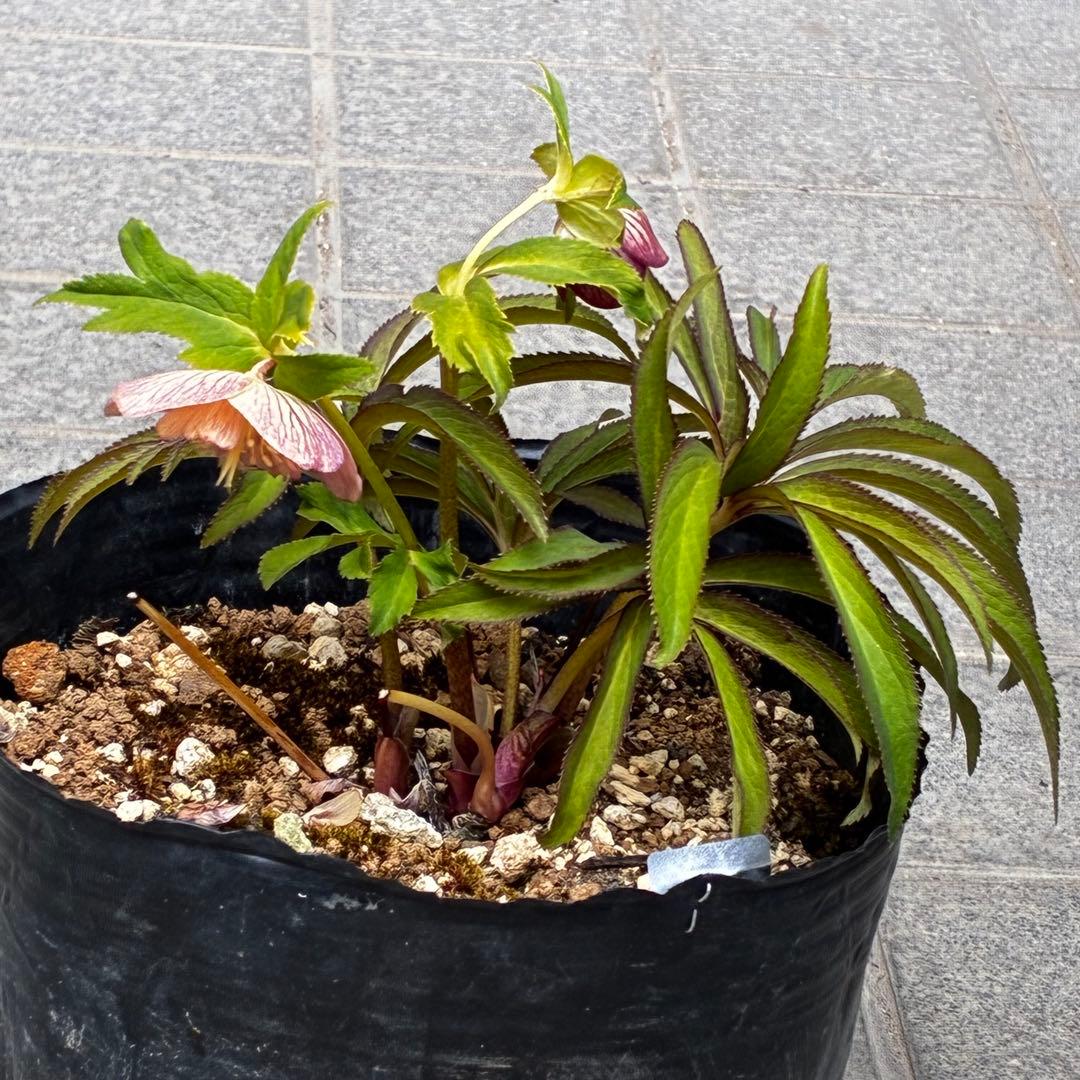 3874☘️2年間管理株☘️6号☘️⭐️極上⭐️極上発色⭐️ノスタルジア系⭐️小輪⭐️大木⭐️