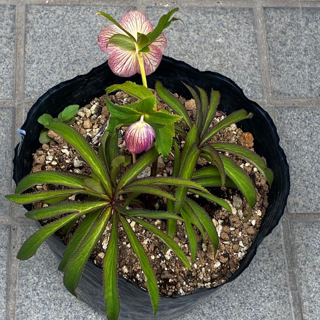 3874☘️2年間管理株☘️6号☘️⭐️極上⭐️極上発色⭐️ノスタルジア系⭐️小輪⭐️大木⭐️