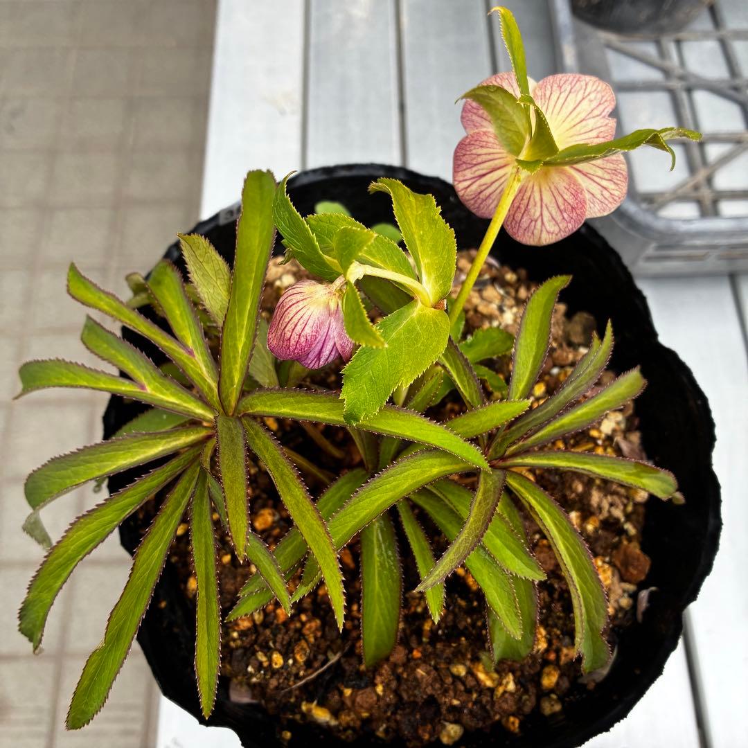 3874☘️2年間管理株☘️6号☘️⭐️極上⭐️極上発色⭐️ノスタルジア系⭐️小輪⭐️大木⭐️