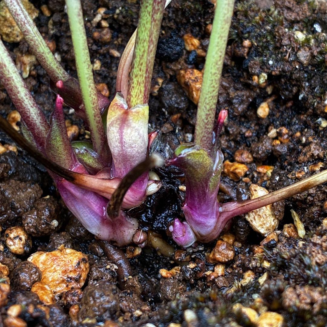 3874☘️2年間管理株☘️6号☘️⭐️極上⭐️極上発色⭐️ノスタルジア系⭐️小輪⭐️大木⭐️