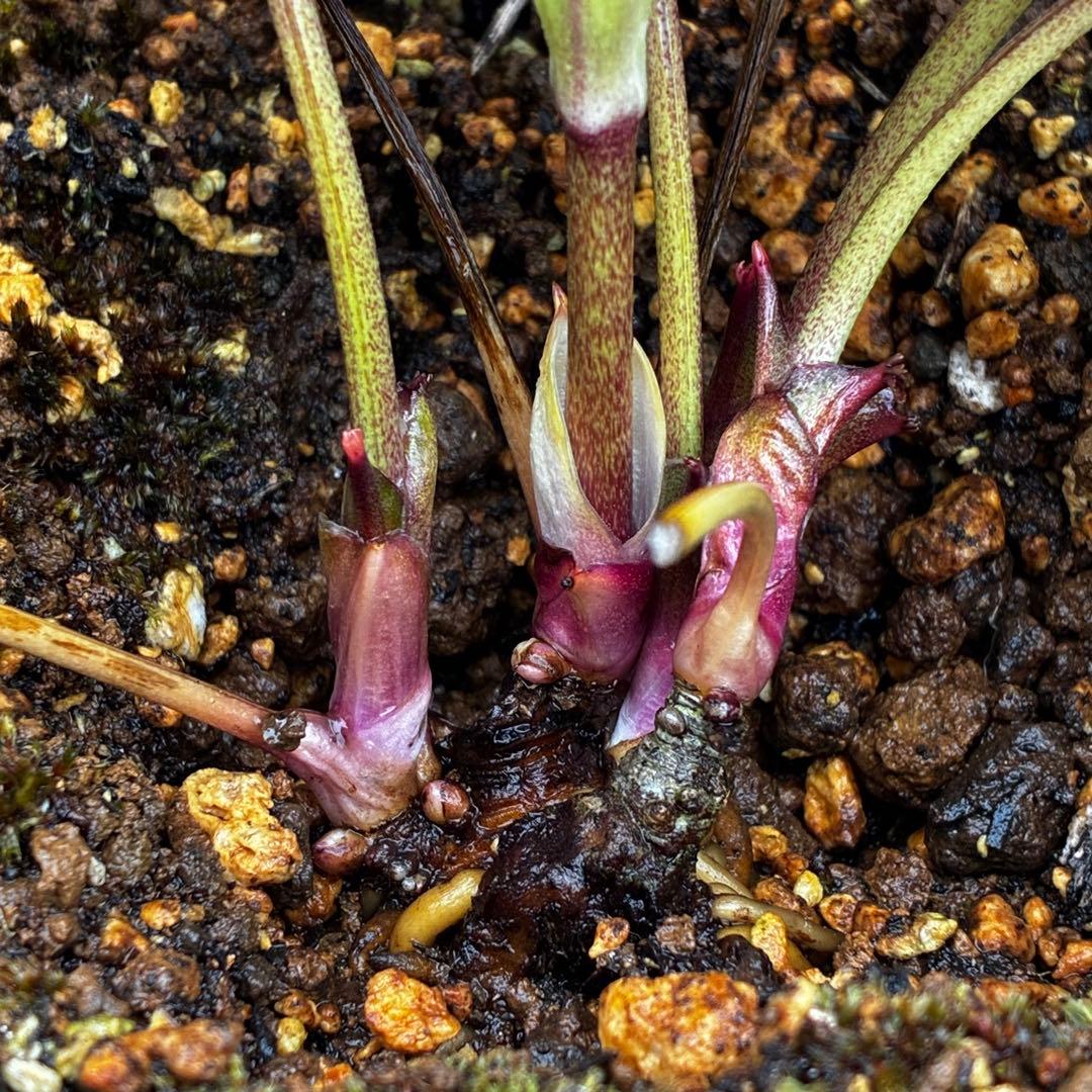 3874☘️2年間管理株☘️6号☘️⭐️極上⭐️極上発色⭐️ノスタルジア系⭐️小輪⭐️大木⭐️