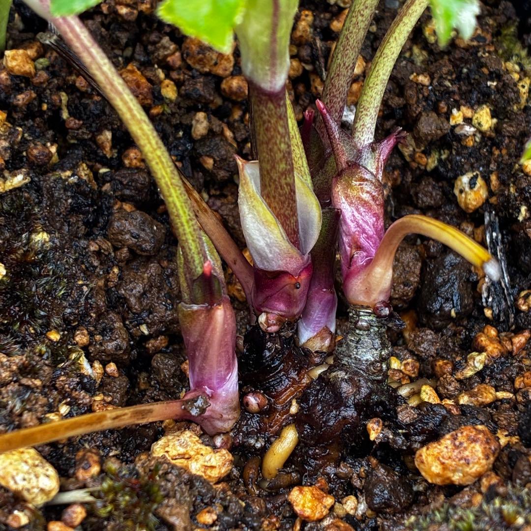 3874☘️2年間管理株☘️6号☘️⭐️極上⭐️極上発色⭐️ノスタルジア系⭐️小輪⭐️大木⭐️