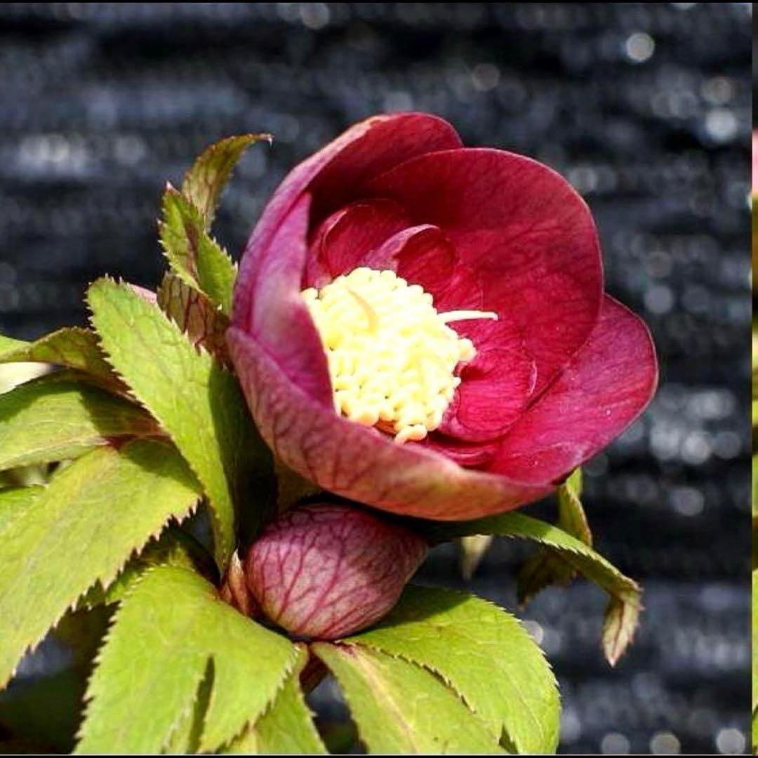 3874☘️2年間管理株☘️6号☘️⭐️極上⭐️極上発色⭐️ノスタルジア系⭐️小輪⭐️大木⭐️