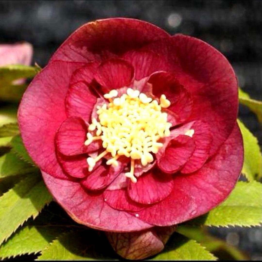 3874☘️2年間管理株☘️6号☘️⭐️極上⭐️極上発色⭐️ノスタルジア系⭐️小輪⭐️大木⭐️