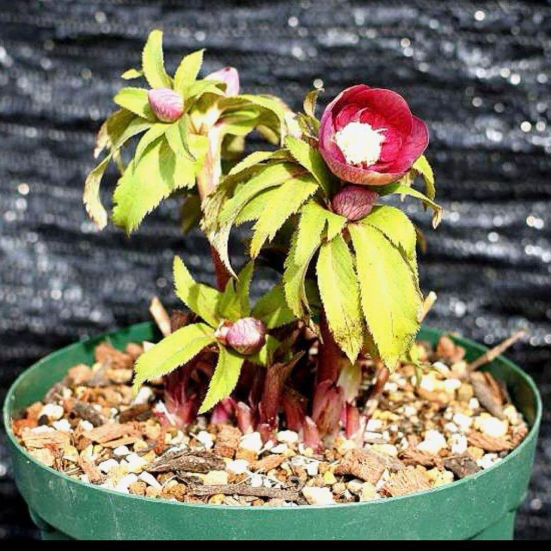 3874☘️2年間管理株☘️6号☘️⭐️極上⭐️極上発色⭐️ノスタルジア系⭐️小輪⭐️大木⭐️