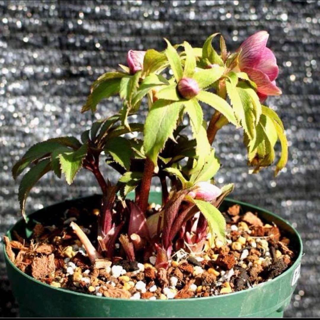 3874☘️2年間管理株☘️6号☘️⭐️極上⭐️極上発色⭐️ノスタルジア系⭐️小輪⭐️大木⭐️