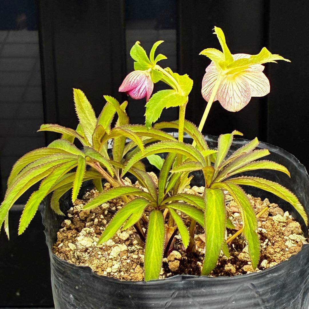 3874☘️2年間管理株☘️6号☘️⭐️極上⭐️極上発色⭐️ノスタルジア系⭐️小輪⭐️大木⭐️