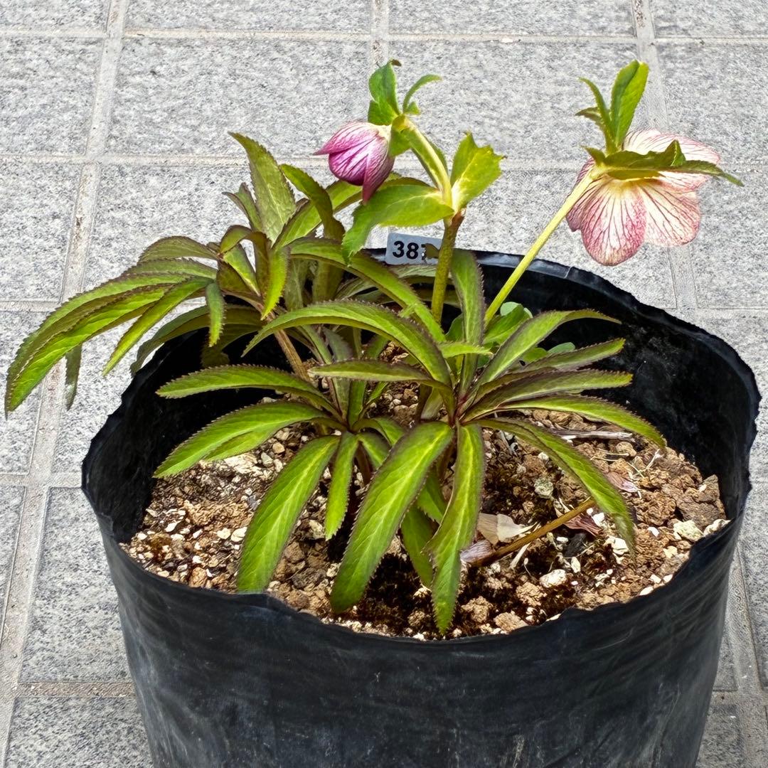 3874☘️2年間管理株☘️6号☘️⭐️極上⭐️極上発色⭐️ノスタルジア系⭐️小輪⭐️大木⭐️