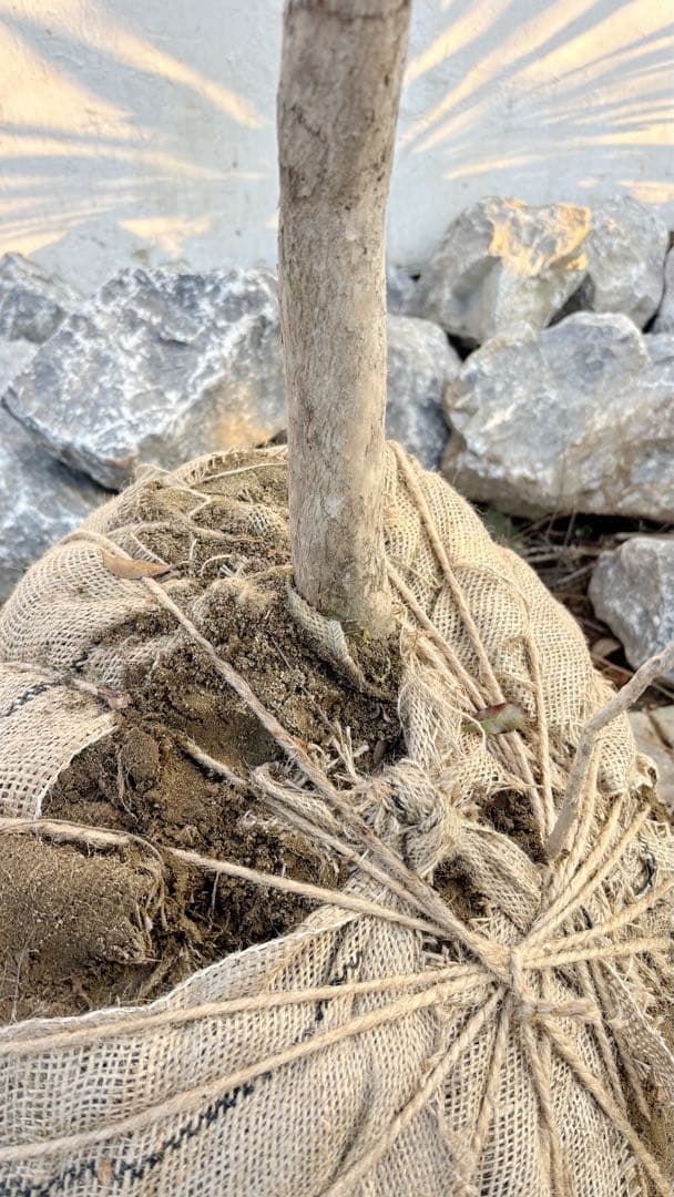 開花中☆山採りアセビ2.7M(鉢底から)