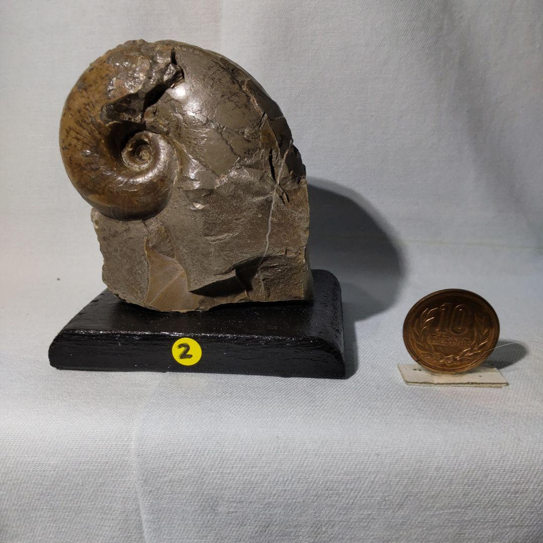 北海道アンモナイト化石、正常巻3点＋異常巻２点＋資料5点＋プレゼント1点