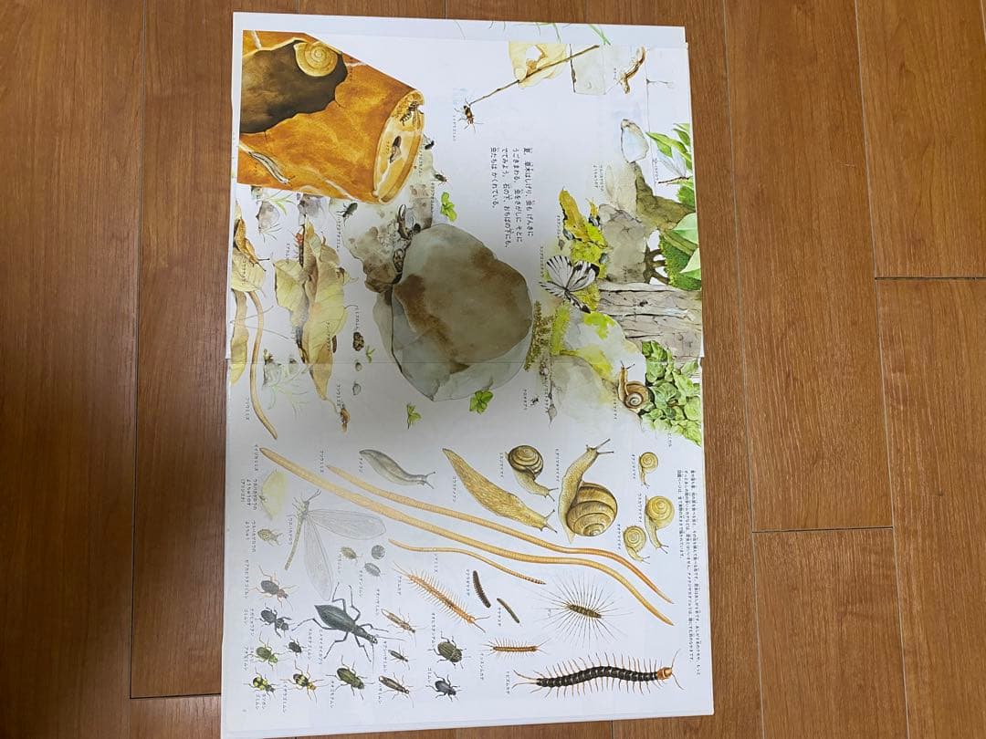 自然に関する絵本セット　12冊セット　福音館書店　全シリーズ