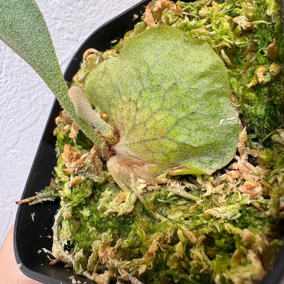 DK-6 オススメ ビカクシダ 子株 株分け 観葉植物 週末セール