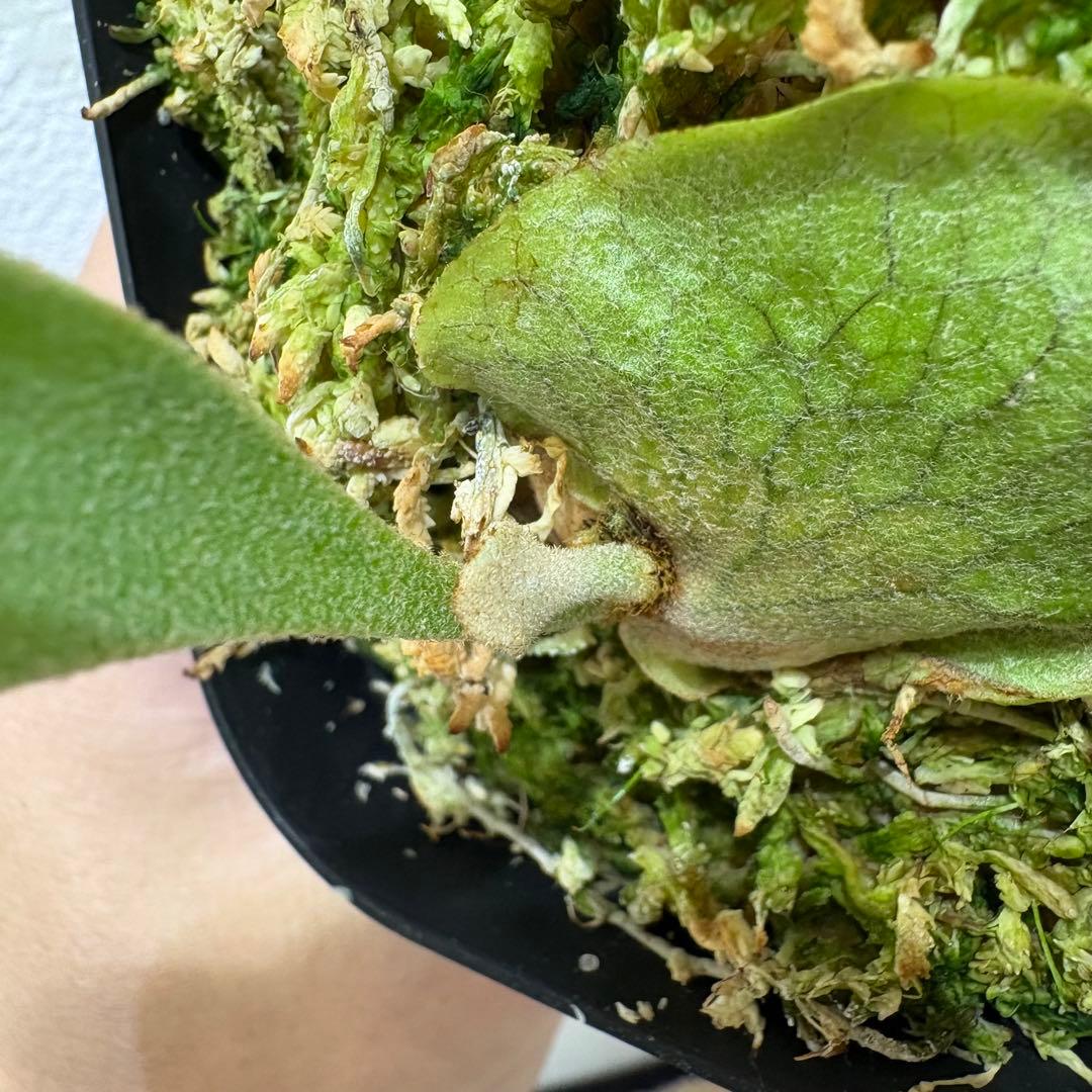 DK-6 オススメ ビカクシダ 子株 株分け 観葉植物 週末セール