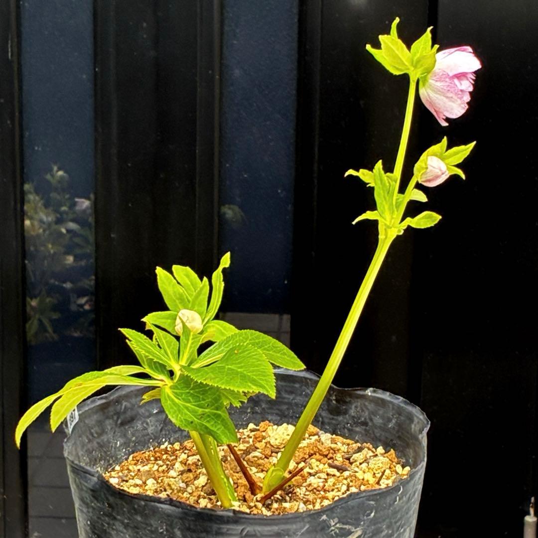 3897☘️2年間管理株☘️6号☘️⭐️いちごみるく⭐️綺麗ピンクオーレア⭐️加藤農園⭐️