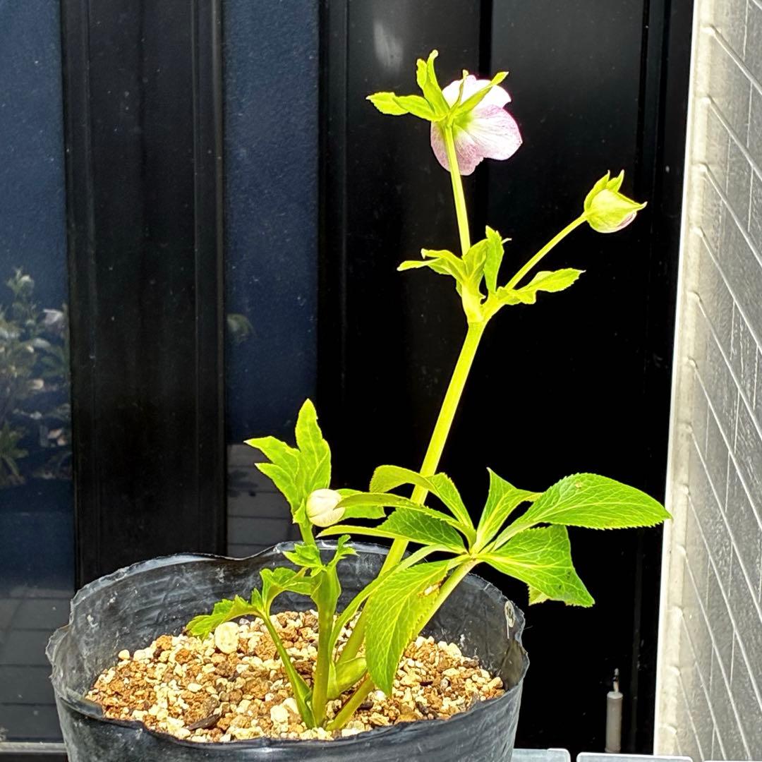 3897☘️2年間管理株☘️6号☘️⭐️いちごみるく⭐️綺麗ピンクオーレア⭐️加藤農園⭐️