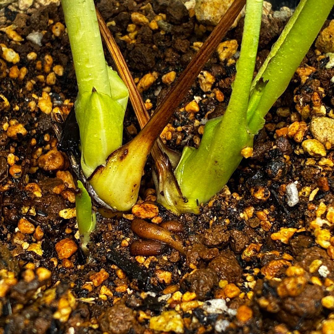 3897☘️2年間管理株☘️6号☘️⭐️いちごみるく⭐️綺麗ピンクオーレア⭐️加藤農園⭐️