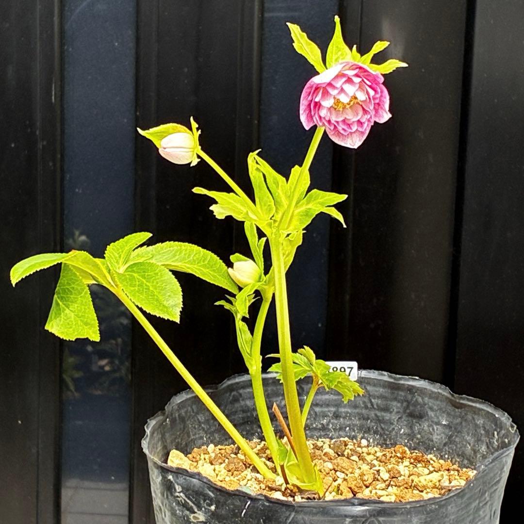 3897☘️2年間管理株☘️6号☘️⭐️いちごみるく⭐️綺麗ピンクオーレア⭐️加藤農園⭐️