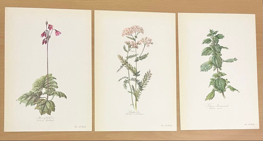 No.294ドイツ ビンテージ 紙もの ボタニカルアート 植物図鑑 水彩画