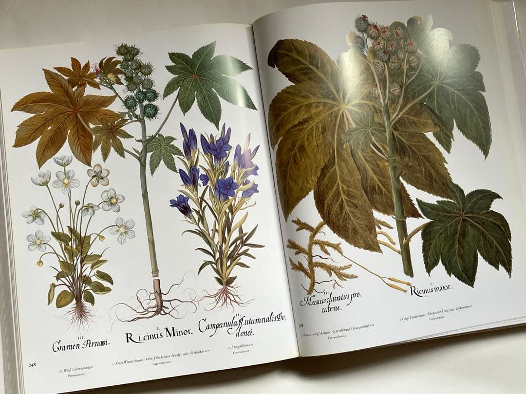 アイヒシュテットの庭園　植物画集DER GARTEN von Eichstätt