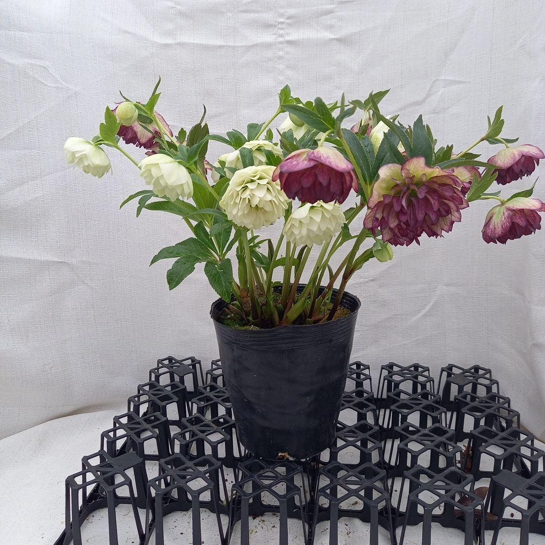 ボリュームまんてん！2種植え多弁クリスマスローズ、大苗、開花株