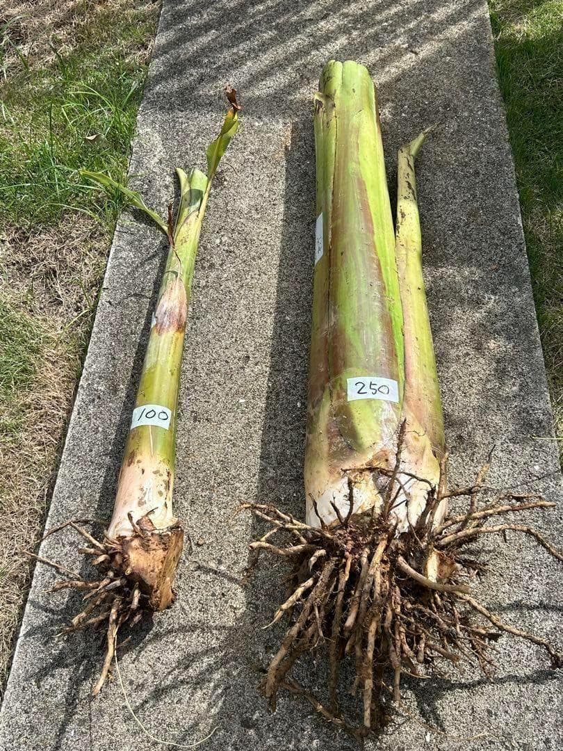 90㎝,甘さに驚愕◆南米の至宝、ゴールドバナナ。嬉しい木熟◆低木/耐寒◆バナナ苗