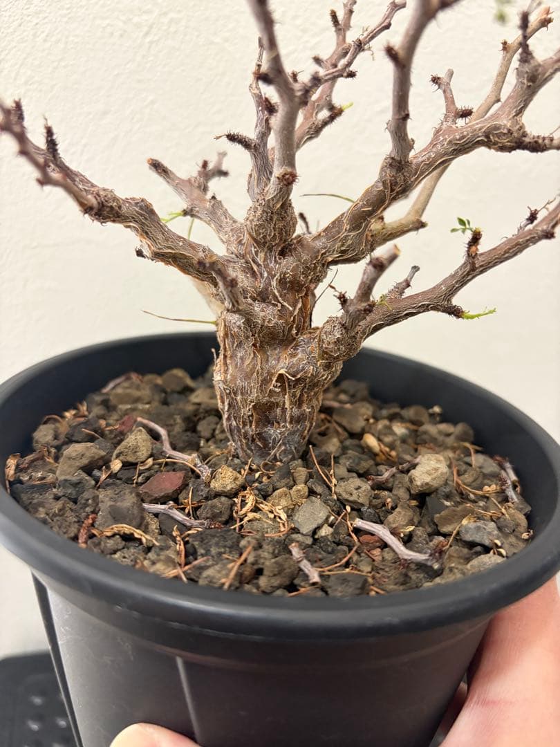 センナ　メリディオナリス　実生株