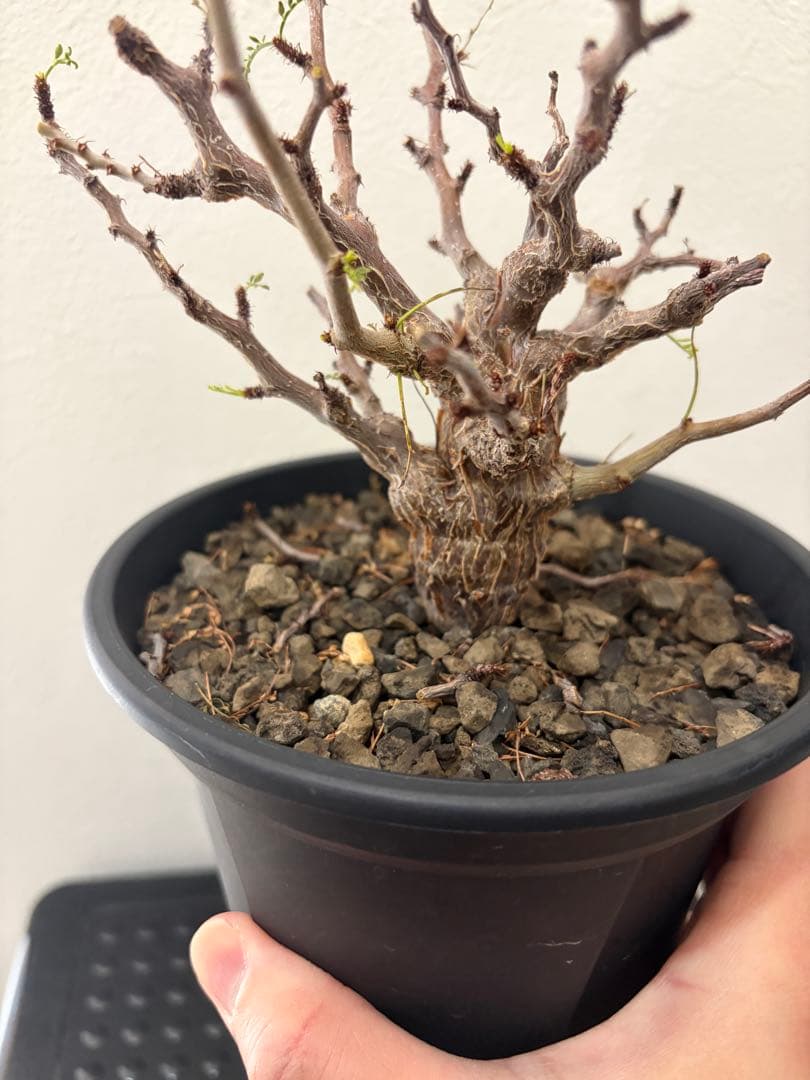 センナ　メリディオナリス　実生株